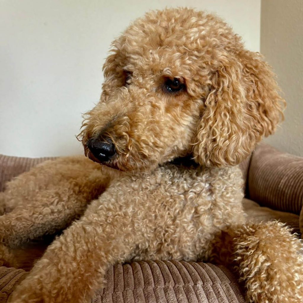Goldendoodle Hund Portrait – süßer Familienhund